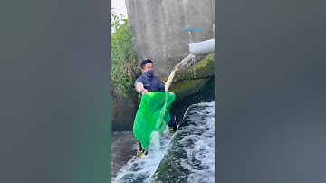 Cá Lớn - hứng cá Chép Khủng trong cống nước 😱 #khacthuyvlogg