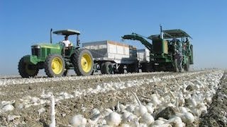 With about 600 more acres of onions in the ground tulelake, dehydrated
onion harvest is almost complete. watch this brief interview bob ehn
from ...