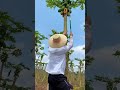 Beautiful Nature Inspur Fresh Fruit Wonderful Video Of Industry 0976 