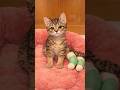少しずつ戻った元気 #保護猫 #rescuekitten #shorts