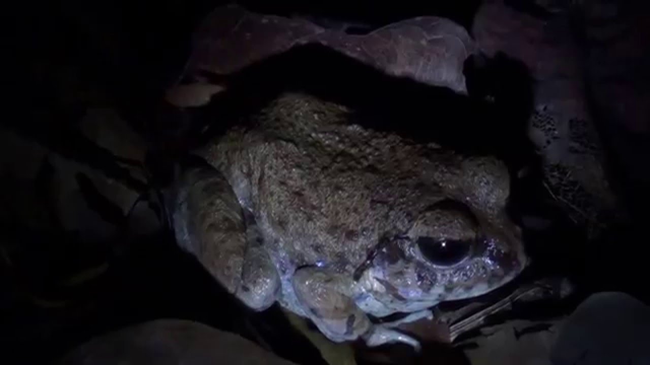 Indian Burrowing Frog