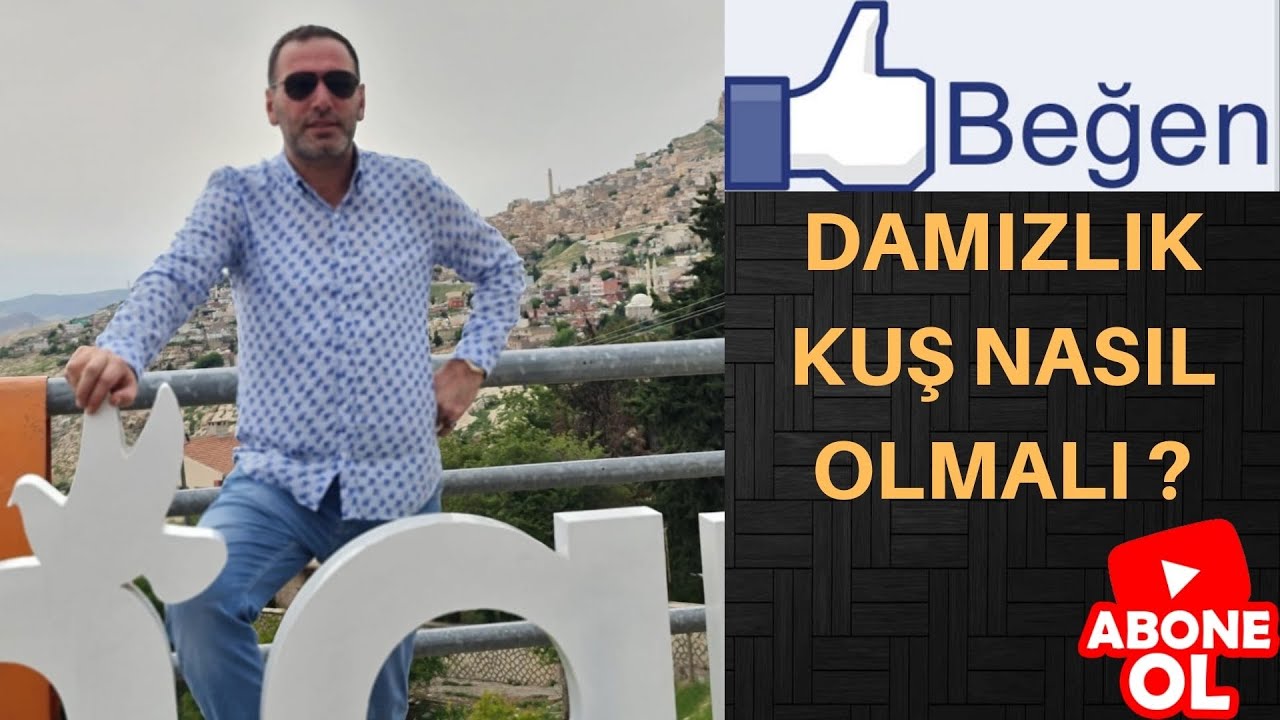 Damızlık Erkek Kuşun Dişi Kuşun Nasıl Damızlık Olması Lazım#Mehmet OLCAR #oyunkuşu#mardingüvercini