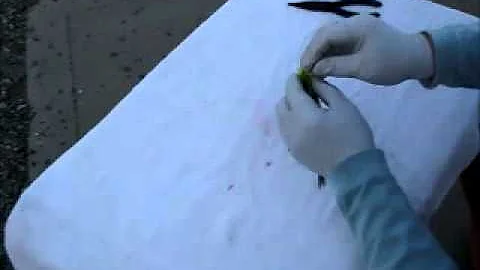 Easy Drill Bit Spin Anchovy Rig for Salmon