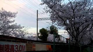 阪急電鉄 3000系3005F%普通宝塚@仁川20140402 桜と・・・