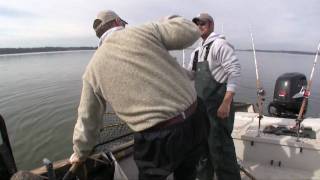 Largest Catfish ever caught on film in North America