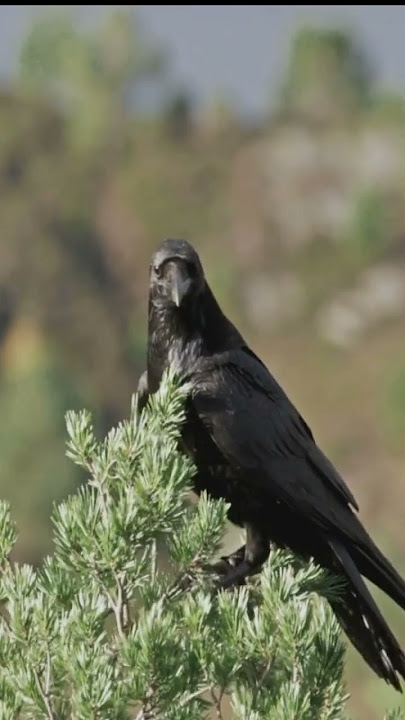 Crow's Sound | Suara Burung gagak | Animal Sound