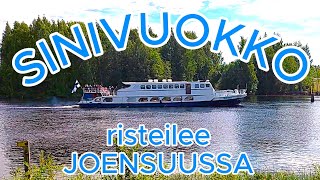 Sinivuokko risteilee Joensuussa.