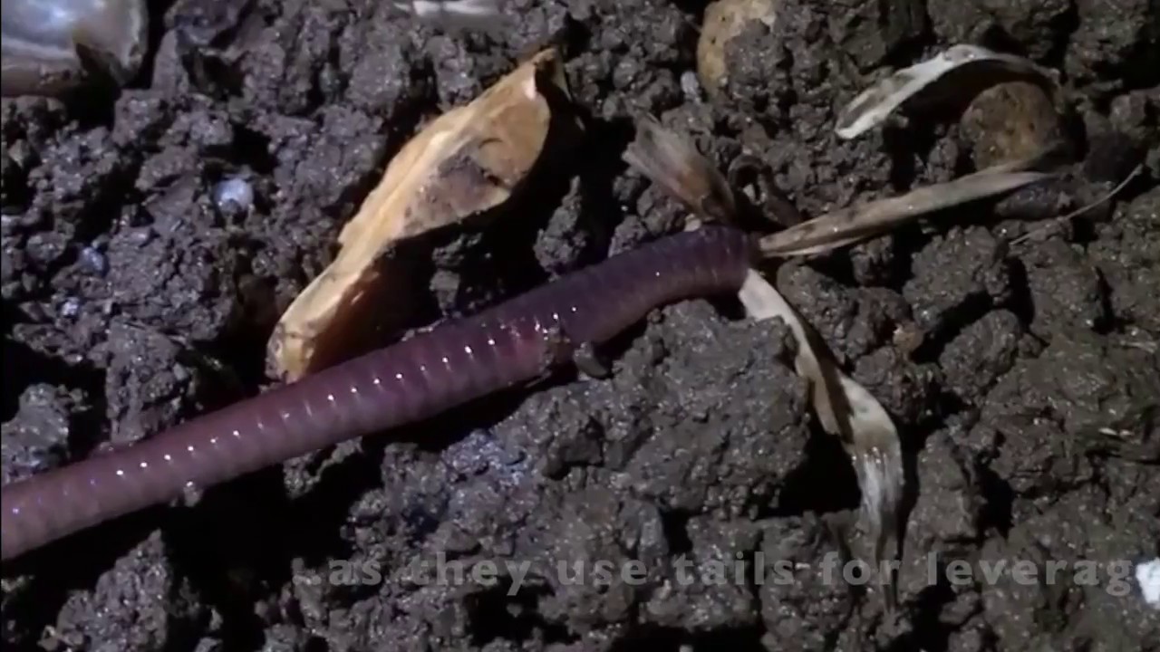 Top 10 earthworm facts – NFUonline