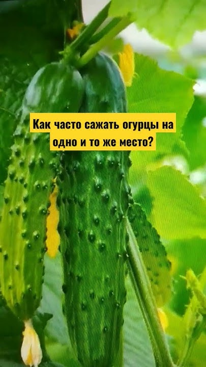 #огород #дача #сад Через какое время сажать огурцы на тоже самое место ...
