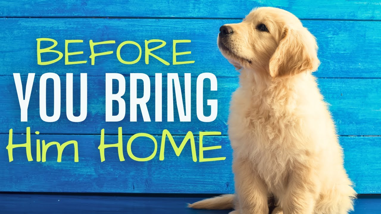 First Puppy? Things to Help You Prepare