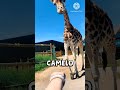 animais que serão extintos até 2030 #youtube #animais #shortvideo #publicidadenfacebook