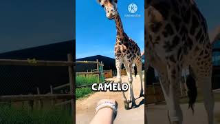animais que serão extintos até 2030 #youtube #animais #shortvideo #publicidadenfacebook