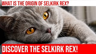The Fascinating History of the Selkirk Rex Cat Breed
