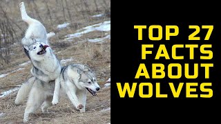 TOP 27 amazing facts about Wolves | WOLF | Interesting facts about wolves