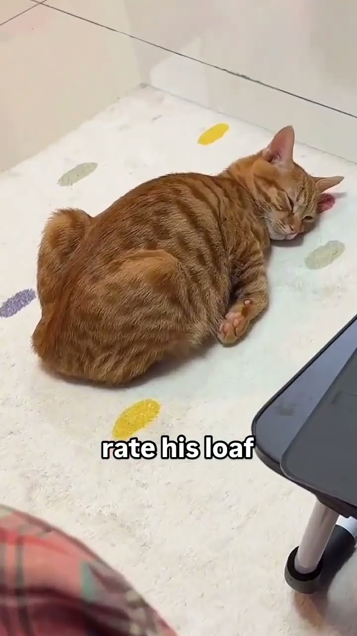 When the Orange Kittyo is actually a prvnci assistant so his loaf not the best
