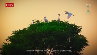 Seasons Through Birds' Eyes | Xiaoman