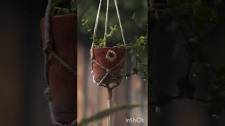 Тропический дождик неизменно тёплый. #shorts #shortvideo #plants #природа #nature #rain #macrame