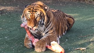 Tigers Getting Bones On This Saturday Live !