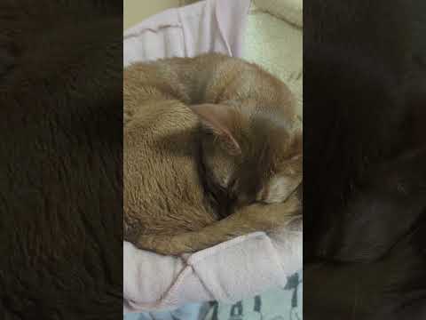 3/31ベッドのあびにゃん(´・ω・`)