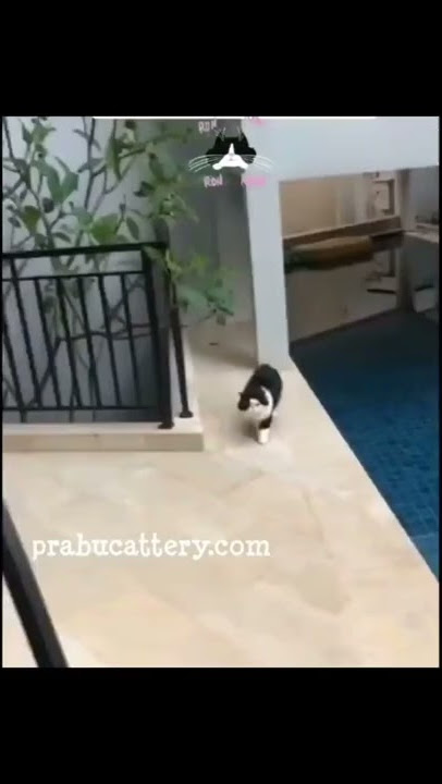 kucing kecebur kolam