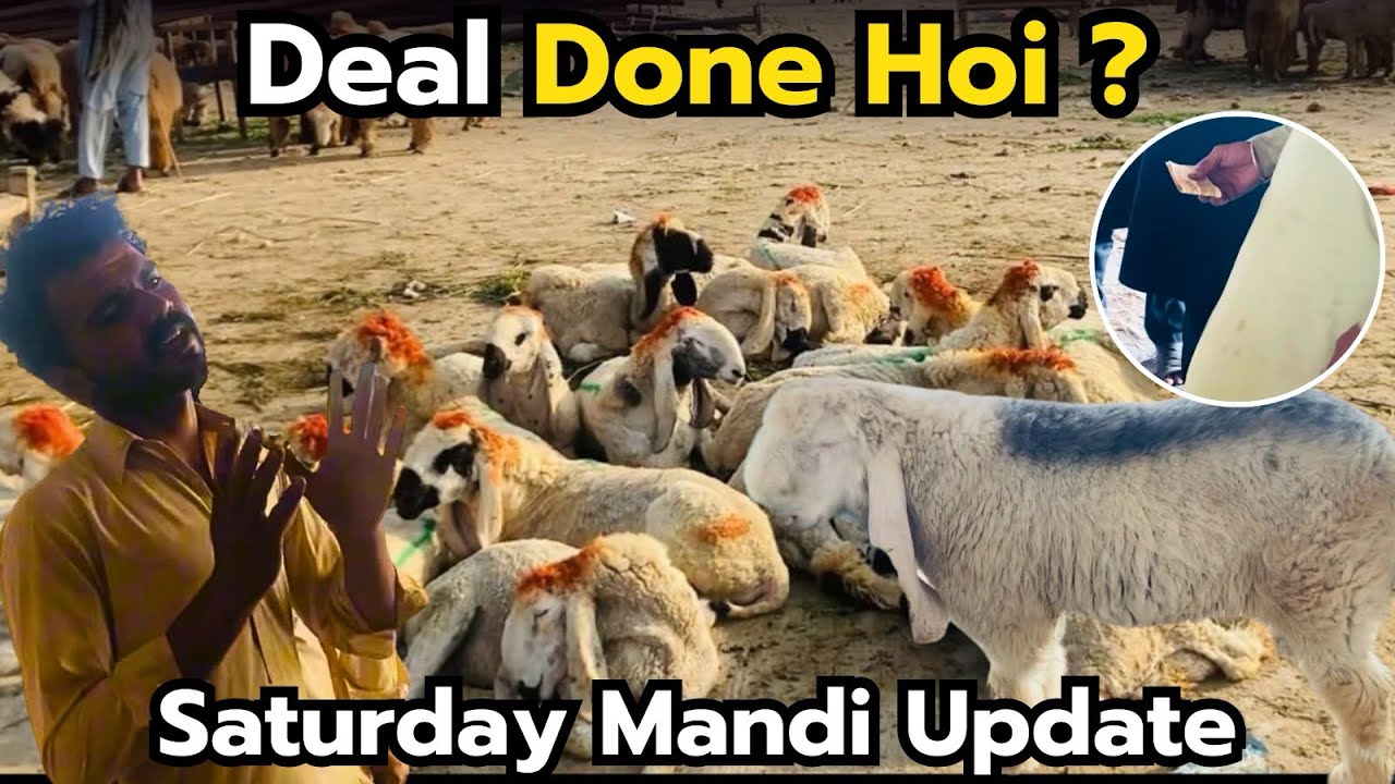 Saturday Mandi Update | Aaj Chatron Ki Zabardast Deal Ho Gai 🐐 | Qurbani Janwar Rates 2026