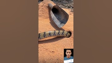 đặt bẫy rắn độc lạ Bình Dương cả nhà ơi