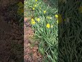 Daffodils