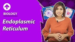 Endoplasmic Reticulum | Cell-Structure & Function | Biology | Class 9 screenshot 4