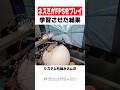 ネズミにfpsをプレイさせて学習させた結果 VOICEVOX:青山龍星