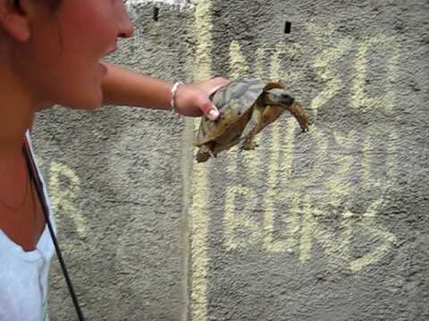 Video: Hur man tar hand om en sköldpadda