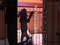 子犬の成長は早い！そして5年後… #dog #ゴールデンレトリバー #ラブラドールレトリバー #子犬