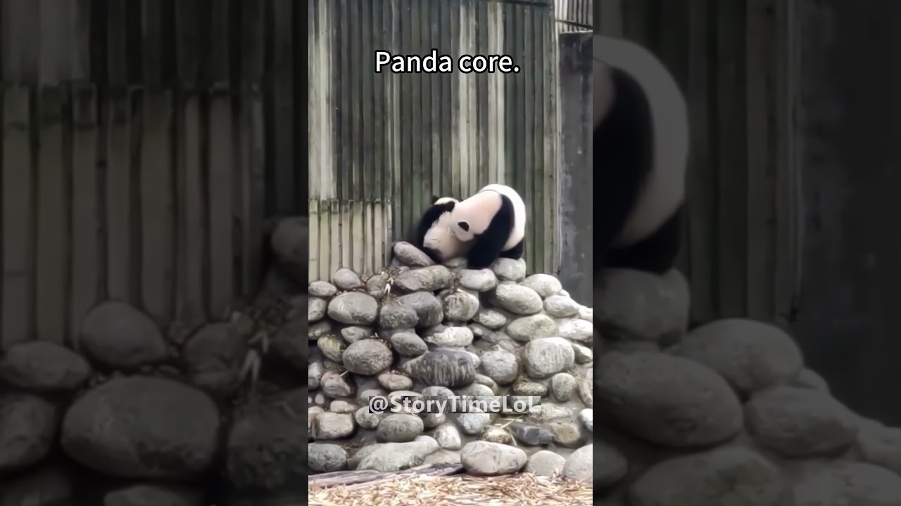 Hilarious Panda Compilation 2025 🐼 | Too Cute & Clumsy!