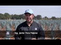 YaraTips - La importancia del Calcio en el Cultivo de Agave