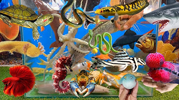 Tổng hợp các video cá cảnh đẹp, động vật dễ thương, cá mập, shark, cá rô báo, cá la hán, bạch tuộc