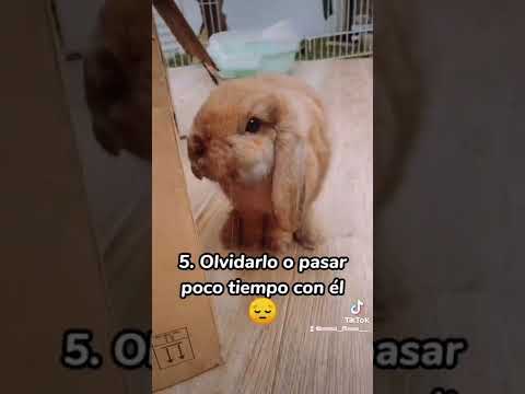 Video: Acuerdos de alquiler de perros y casa