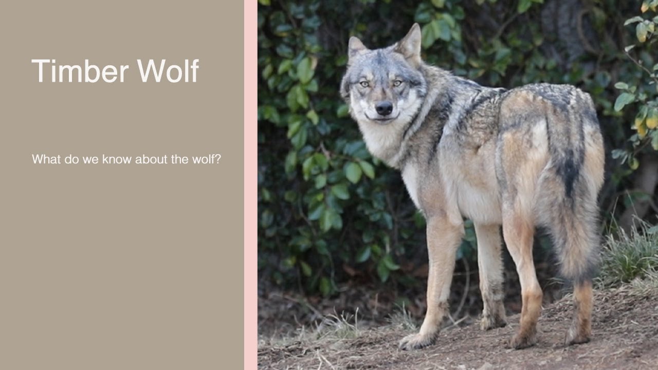 【タイリクオオカミのスイ】多摩動物公園