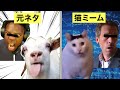猫ミーム ヤギとhuhcatの元ネタについて解説 猫ミーム ヤギとhuhcatの元ネタについて解説