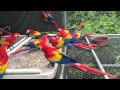 Guacamayas libres