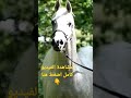 الحصان العربي الأصيل. بطلة العالم الفرس إيماندوريا (غزال الشقبxإيماندا) Emandoria by Gazal Al Shaqab