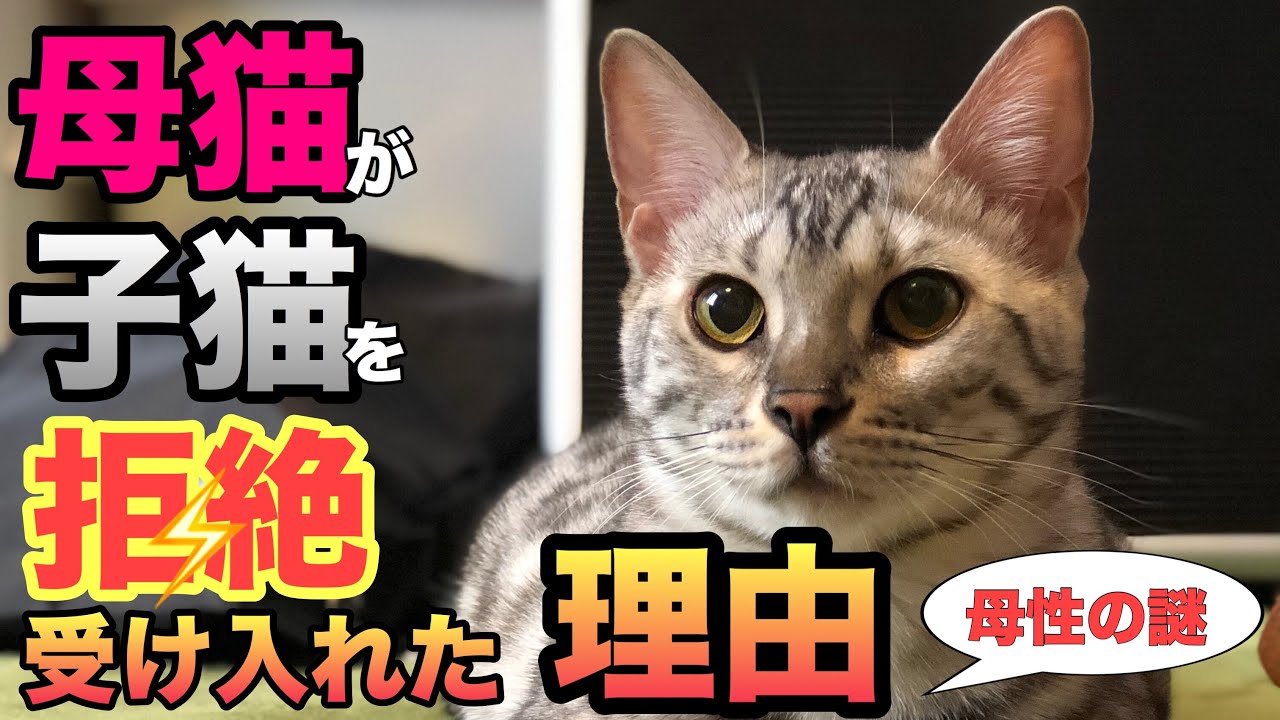 生命の神秘 猫の胎動 妊娠53日目 Fetal Movement Of Cat ねこつる Youtube