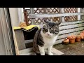取り合いになるダンボールハウス…