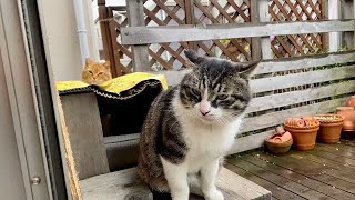 取り合いになるダンボールハウス…
