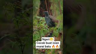 Burung Lyre bird 🔥🔥🔥