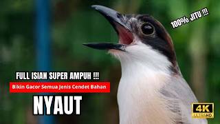 Cendet Gacor BONGKAR ISIAN PANCINGAN HANDAL CENDET AGAR BUNYI bikin BURUNG CENDET GACOR AKTIF