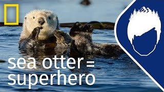 Sea Otters (Episode 5) | wild_life with bertie gregory