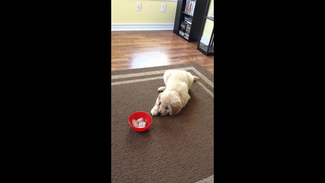 Golden Retriever Puppy and Ice Cubes YouTube