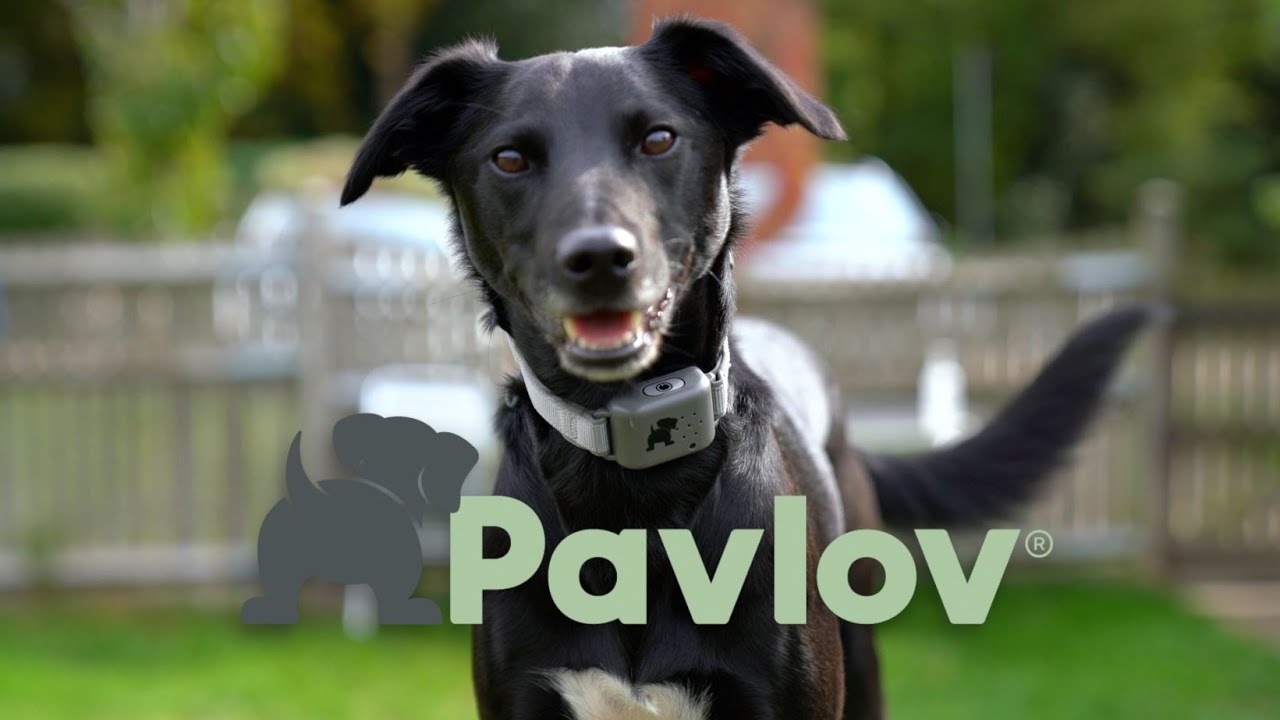 Pavlov Anti-Bark Collar and Training Programme