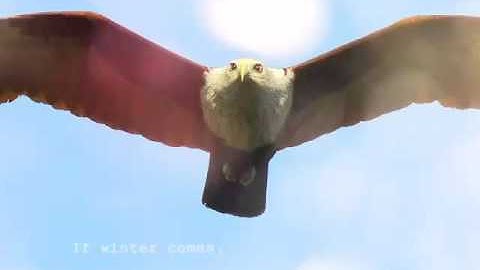 Free as a bird #myflorafauna.wordpress.com