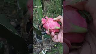 Dragon Fruit Harvesting Time #harvesting #homegarden #dragonfruit #satisfying