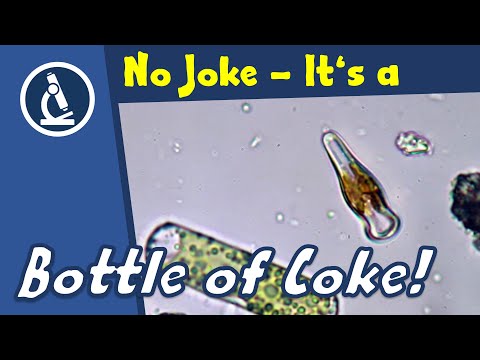 🔬 110 - This cell looks like a coke bottle | Amateur Microscopy | citizen science